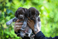 GSP Puppies CKC registered German Shorthaired Pointers