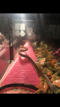 Extremely Friendly Corn Snake for Sale