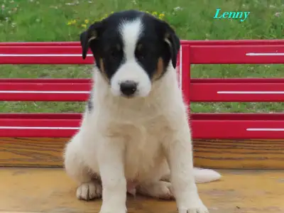 Aussie mix puppies, View more