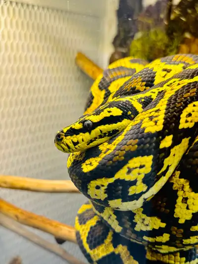 free female jungle carpet python, View more
