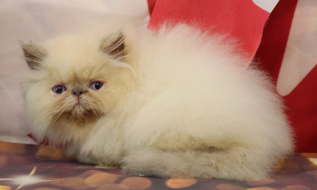 3 HIMALAYAN kittens left in Cats & Kittens for Rehoming in Ottawa - Image 3