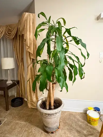 Dracaena with beautiful flowerpot, View more