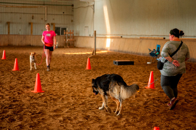 Dog Training Classes in London and Thorndale! in Animal & Pet Services in London - Image 2