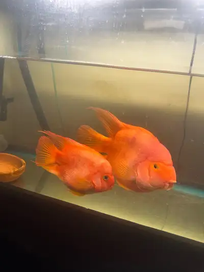 These vibrant Blood Red Parrot Cichlids are healthy, active, and looking for a new home. They have b...