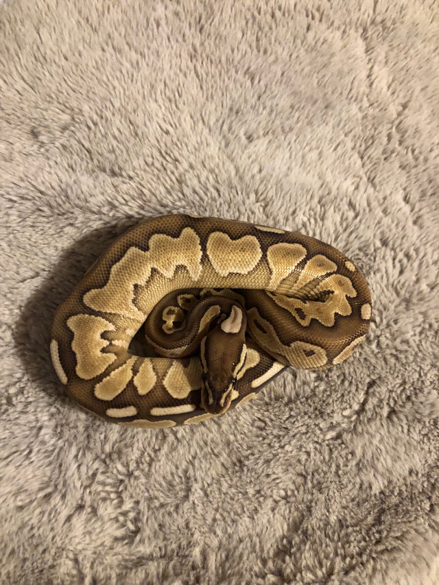 Ball pythons for sale or trade  in Reptiles & Amphibians for Rehoming in Markham / York Region - Image 4
