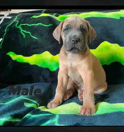 Couple males & 1 female left! Early Neurological Stimulation With puppies from day 3 to 16 They will...