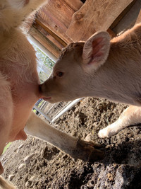 Dairy Bull calf or steer