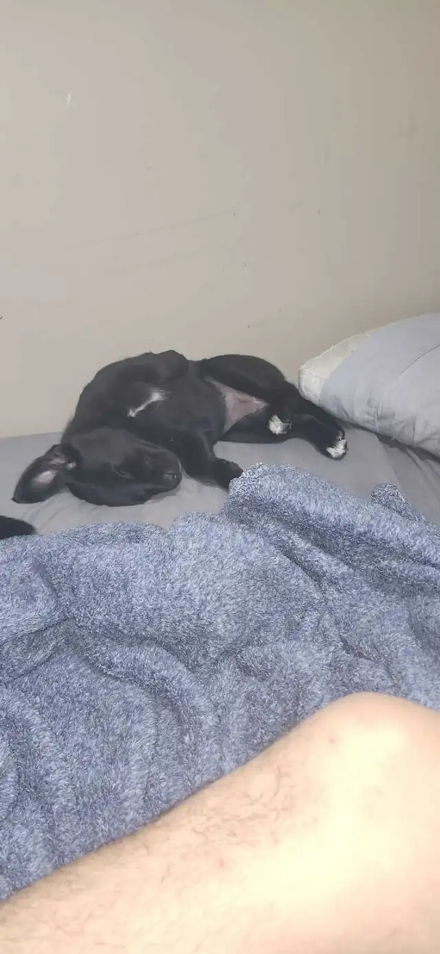 Looking for help for christmas. Please64689500518658120