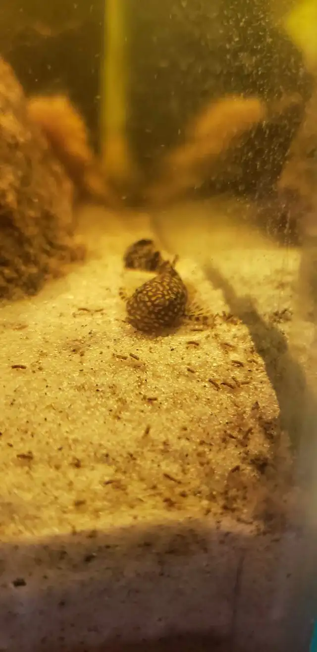 Bristle Nose Plecos in Fish for Rehoming in Kitchener / Waterloo - Image 5