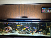 African Cichlid fish tank