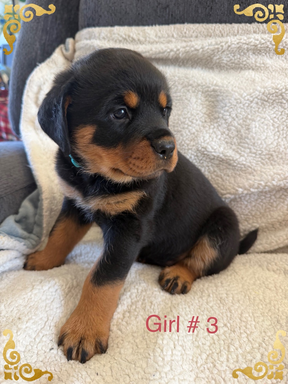 Rottweiler puppies | Dogs & Puppies for Rehoming | Ottawa | Free local ...