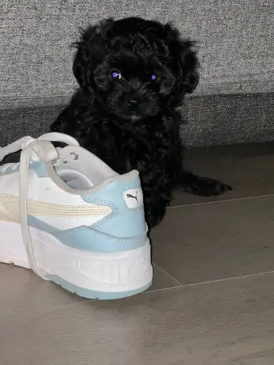 Beautiful Mini Maltese × Mini Toy Poodle puppies, View more