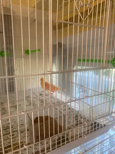  Red  Canary  Breeding pair, View more