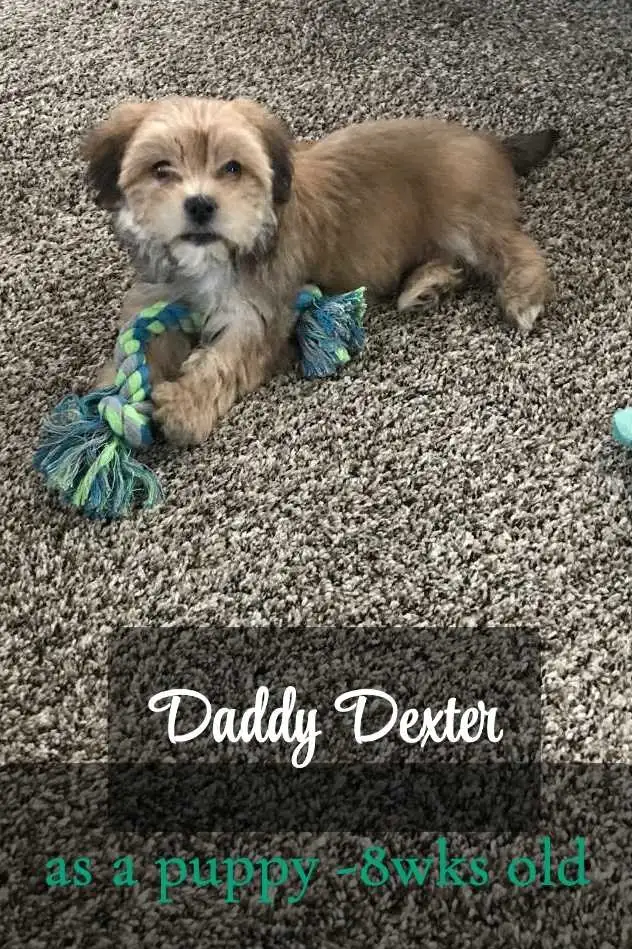 Maltese Shih Tzu Puppies in Dogs & Puppies for Rehoming in Windsor Region - Image 10