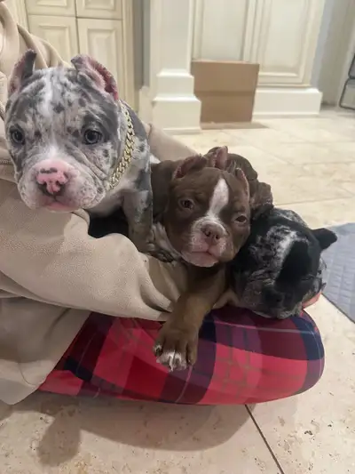 Don't miss your opportunity to add one of these gorgeous Diablo x Lottomax puppies to your family. J...