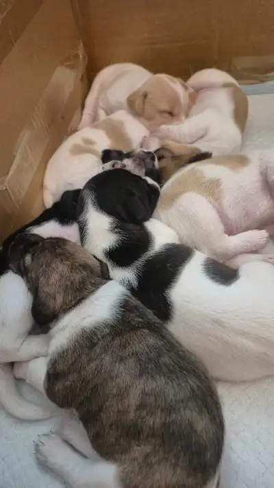 Purebred Jack Russell Puppies, View more