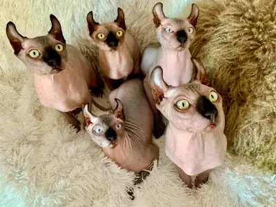 Chatons Sphynx et Elf, View more