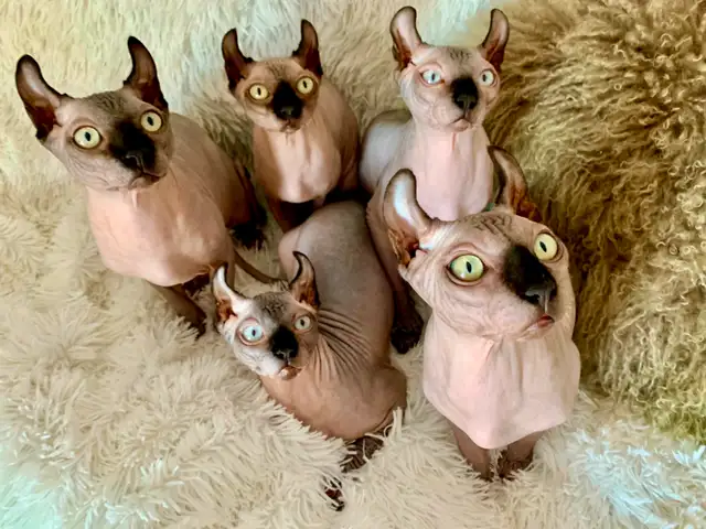 Chatons Sphynx et Elf in Cats & Kittens for Rehoming in Lanaudière - Image 2