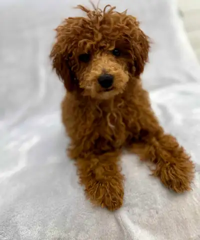 Sweet Male Poodle Puppy, View more