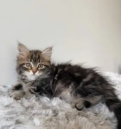 gorgeous hypoallergenic Siberian kitten , View more