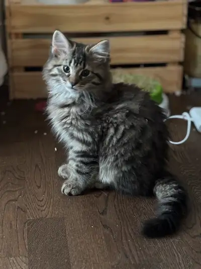 Ragdoll mix female, View more