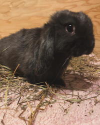 5 month old holland lop male 