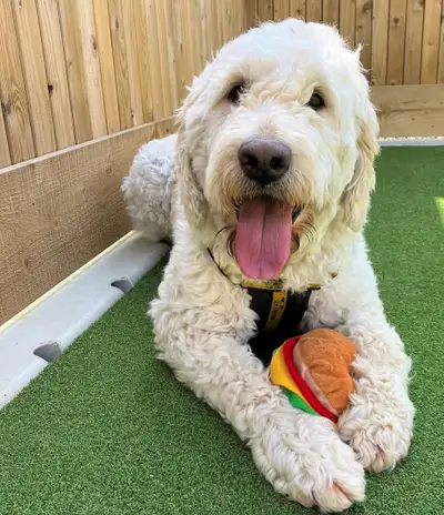 Male Cream Labradoodle Bentley, View more