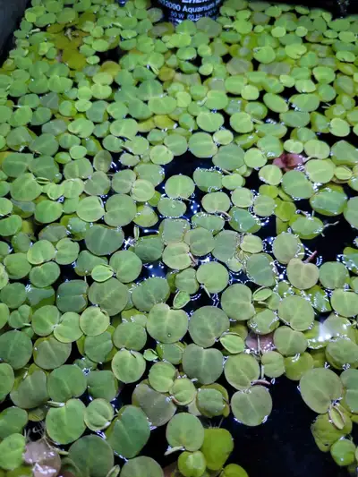 Red Root Floaters-Small Floating Aquarium Plants, View more