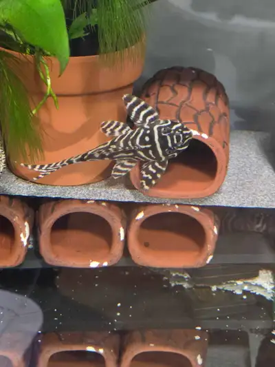 Breeding group of king tiger plecos , View more