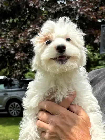 Beautiful mini and mini/medium Goldendoodles for sale. Home raised with kids and lots of socializati...