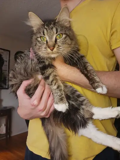 Cat for sale, View more