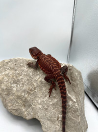 DARK RED BEARDED DRAGONS AVAILABLE NOW !!