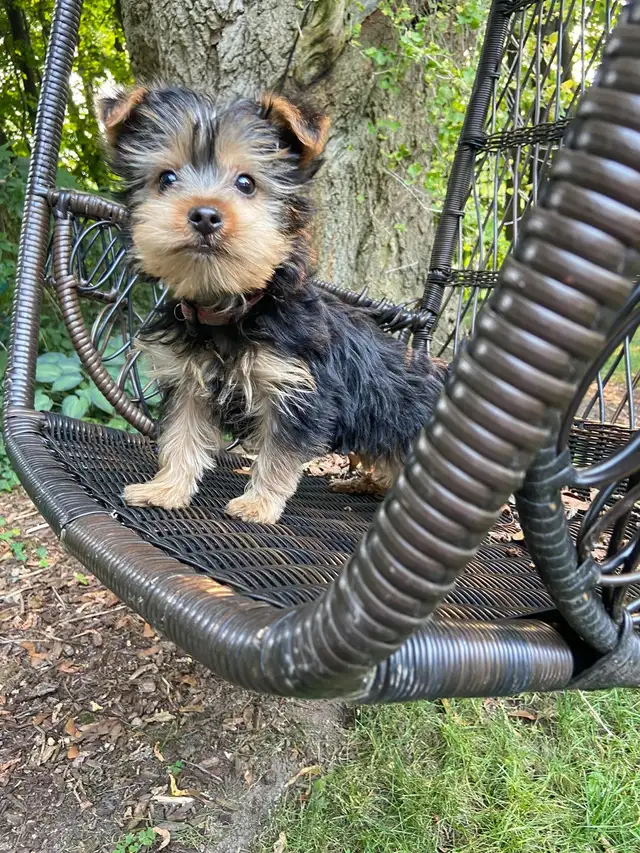 Beautiful Male Yorkie Available❤️ in Dogs & Puppies for Rehoming in Markham / York Region - Image 11