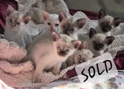 Born March 12th, 2026 siamese kittens for sale, View more