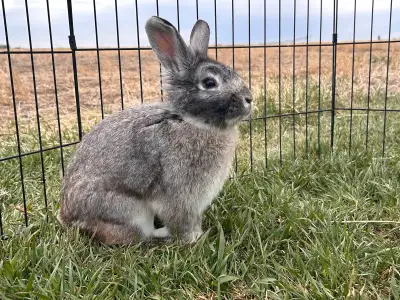 Young male rabbit, View more