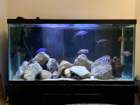 Multiple tanks for sale 