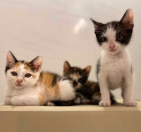 3 Kittens up for adoption 