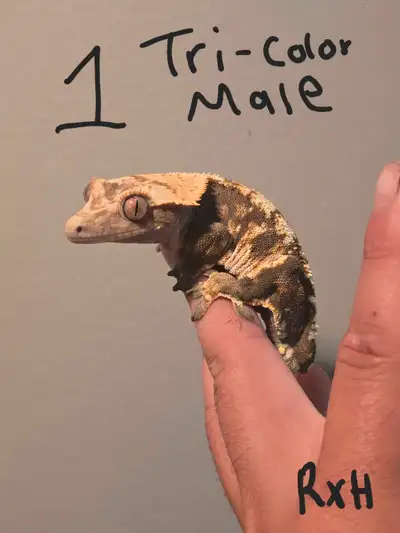 Adult Crested Geckos For Sale, View more