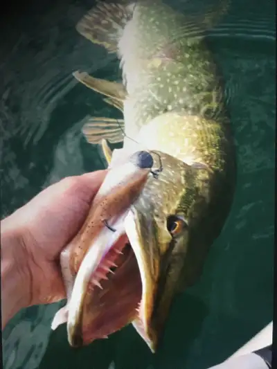 Free Fishing trips (bass and pike) Clean fish 2 hrs from Toronto. I provide car, boats, fishing rods...