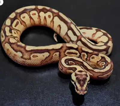Ball Python / Python Royal, View more