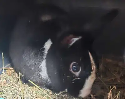 He is very friendly bunny are kids work with the rabbits all the time so they are all very docile pe...