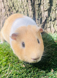 Super sweet and adorable Guinea pig pair! Young males!