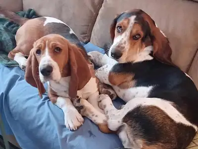 pension pour chien maison privé, View more