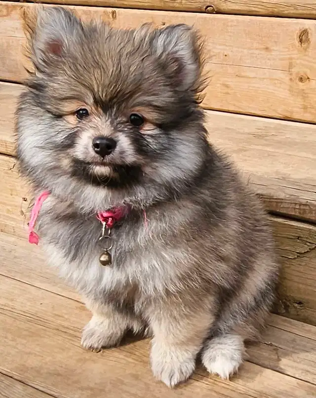 pure pomeranian puppies* in Dogs & Puppies for Rehoming in Ottawa - Image 8