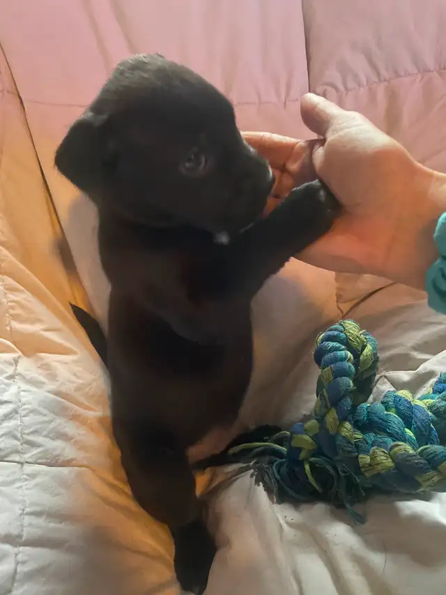 Chiot à vendre in Dogs & Puppies for Rehoming in Laurentides - Image 6