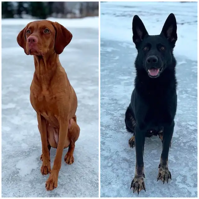 Vizsla / Black German Shepherd Puppies in Dogs & Puppies for Rehoming in Cornwall - Image 9