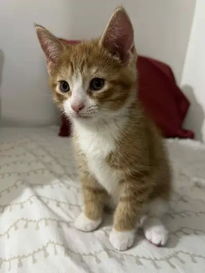 bébé bengale mixte chatons/kittens ! 4 très mignon !, View more