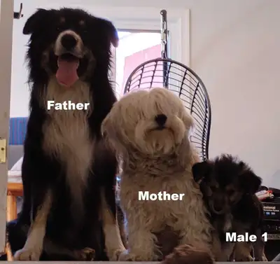 Border Collie/Malshipoo Mix, View more