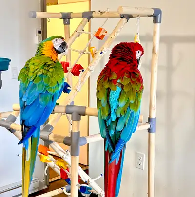 1 Young green wing macaw parrot ❤️VERY FRIENDLY AND SOCIAL, View more