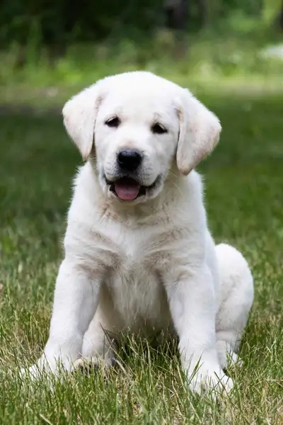 English Labrador Retriever Puppies, View more